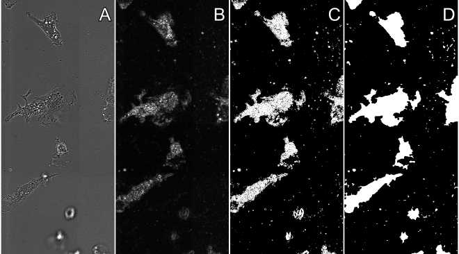 Steps of segmenting Cell area