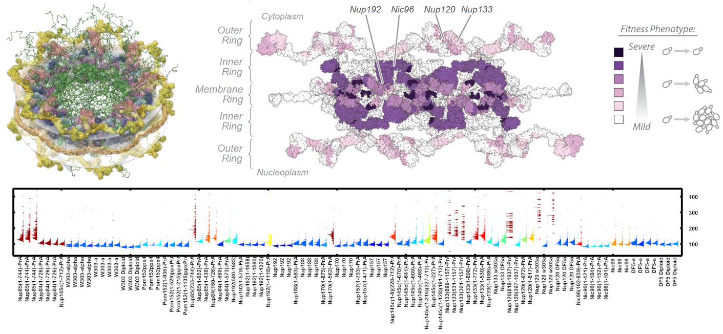 ODELAY helped identify critical structural elements of the nuclear pore complex. By measuring the growth rates of truncation mutants, we found that the severity of the growth defect corresponded to the importance of the truncated protein element. This technique enabled us to determine how different protein elements contribute to the structural stability of the nuclear pore complex.